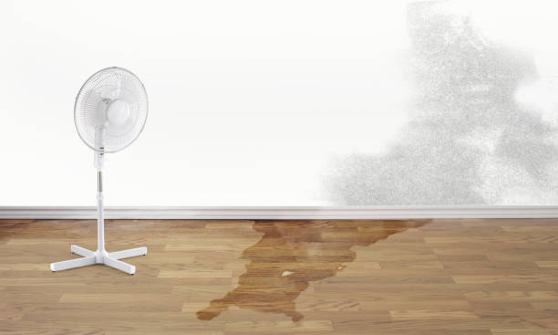 Best Ceiling water damage repair  in Monticello, WI